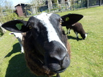 FZ013777 Sheep close up.jpg